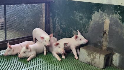 El fármaco no está autorizado en la Argentina, por lo que dicen que no debería permitirse el ingreso de la carne de cerdos al país