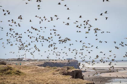 El faro está junto a la colonia de loros barranqueros más grande del planeta.