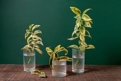 El fascinante mundo de las plantas de interior que crean raíces en agua. Fuente: Freepik