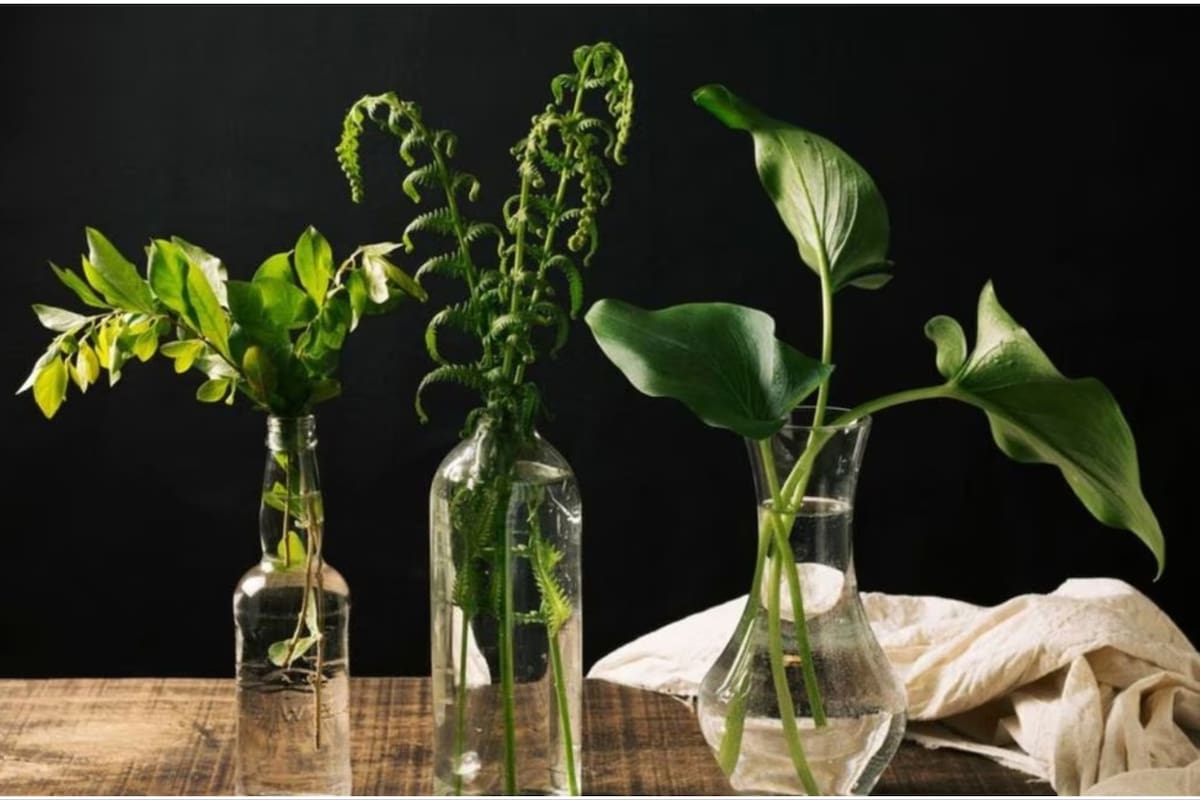 El fascinante mundo de las plantas de interior que crean raíces en agua (Foto: Freepik)