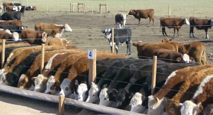 El feedlot enfrenta números adversos
