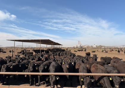 El feedlot Los Aromos está ubicado en Cafferata, Santa Fe, y tiene capacidad para alojar 20.000 animales
