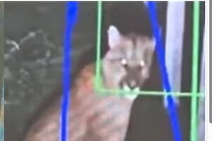 El felino fue registrado por las cámaras de seguridad de un barrio privado