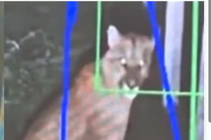 El felino fue registrado por las cámaras de seguridad de un barrio privado