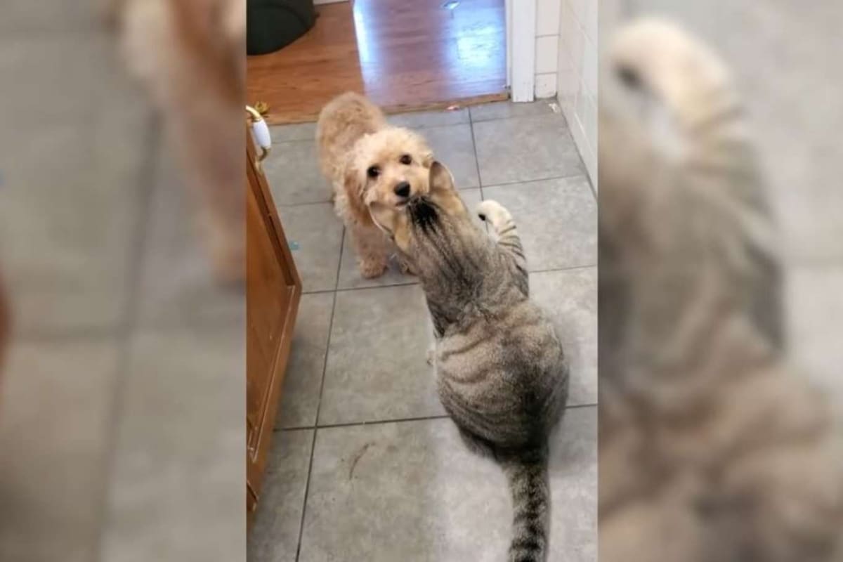 El felino le impedía el paso al cachorrito de cuatro meses, que, lejos de abandonar su intento, fue en busca de su "hermano" mayor para que lo ayude a espantar al minino