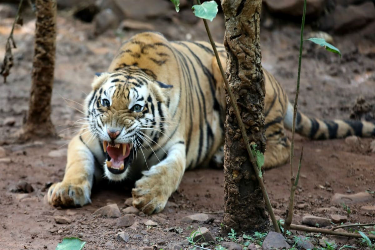 El felino mordió la parte trasera del vehículo gracias a su increíble fuerza de mandíbula.