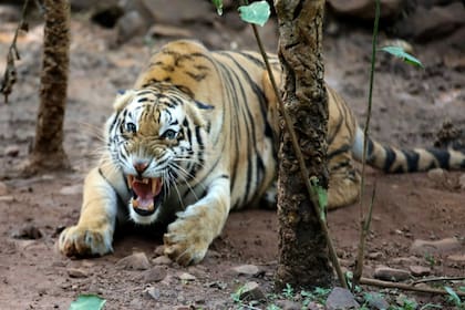 El felino mordió la parte trasera del vehículo gracias a su increíble fuerza de mandíbula.