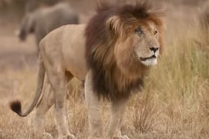 El felino murió a los 14 años