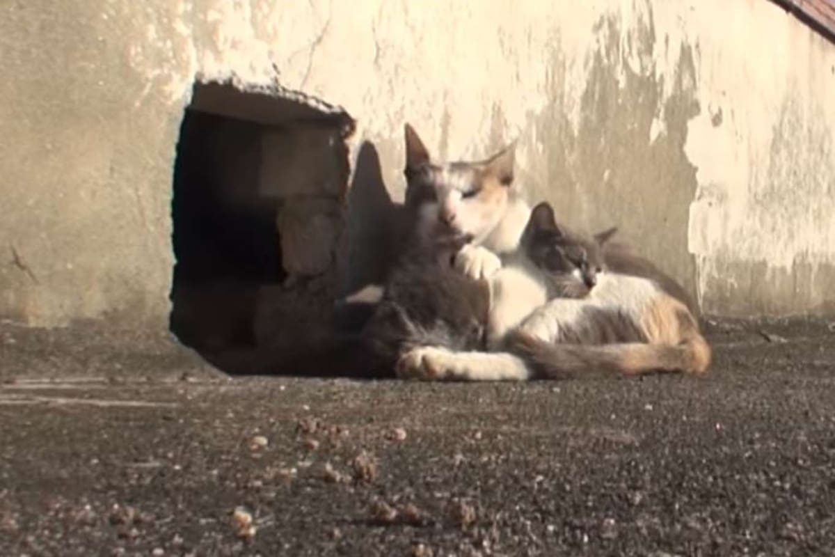 El felino protege y ayuda a comer a su pequeña cría, que tiene paralizada toda la parte trasera de su cuerpo