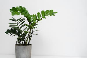 El Feng Shui sostiene que las plantas tienen mucho que ver en la energía de la casa (Foto: Freepik)