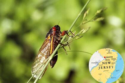 El fenómeno comenzaría a fines de abril en los estados del sur y durante mayo en los del norte (Nationalgeographic/Canva)