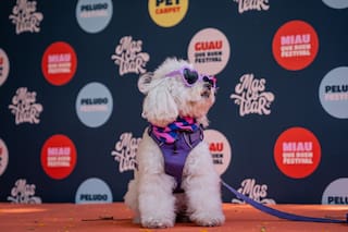 El festival gratuito de mascotas que llega a Buenos Aires con desfiles, yoga con cachorros y jornadas de adopción