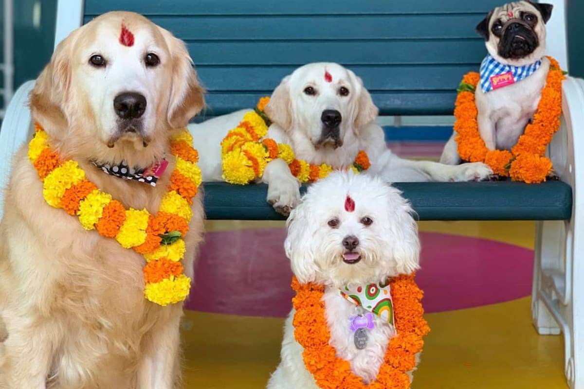El festival festeja a las mascotas con guirnaldas de flores y una marca en la frente como símbolo de lo sagrado
