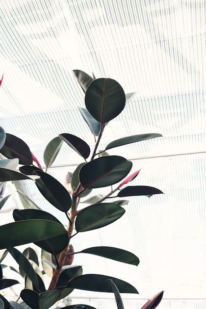 El Ficus Elástica es una especie que no requiere grandes cuidados