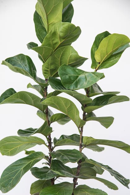 El ficus pandurata tiende a desarrollar una importante copa cuando se establece
