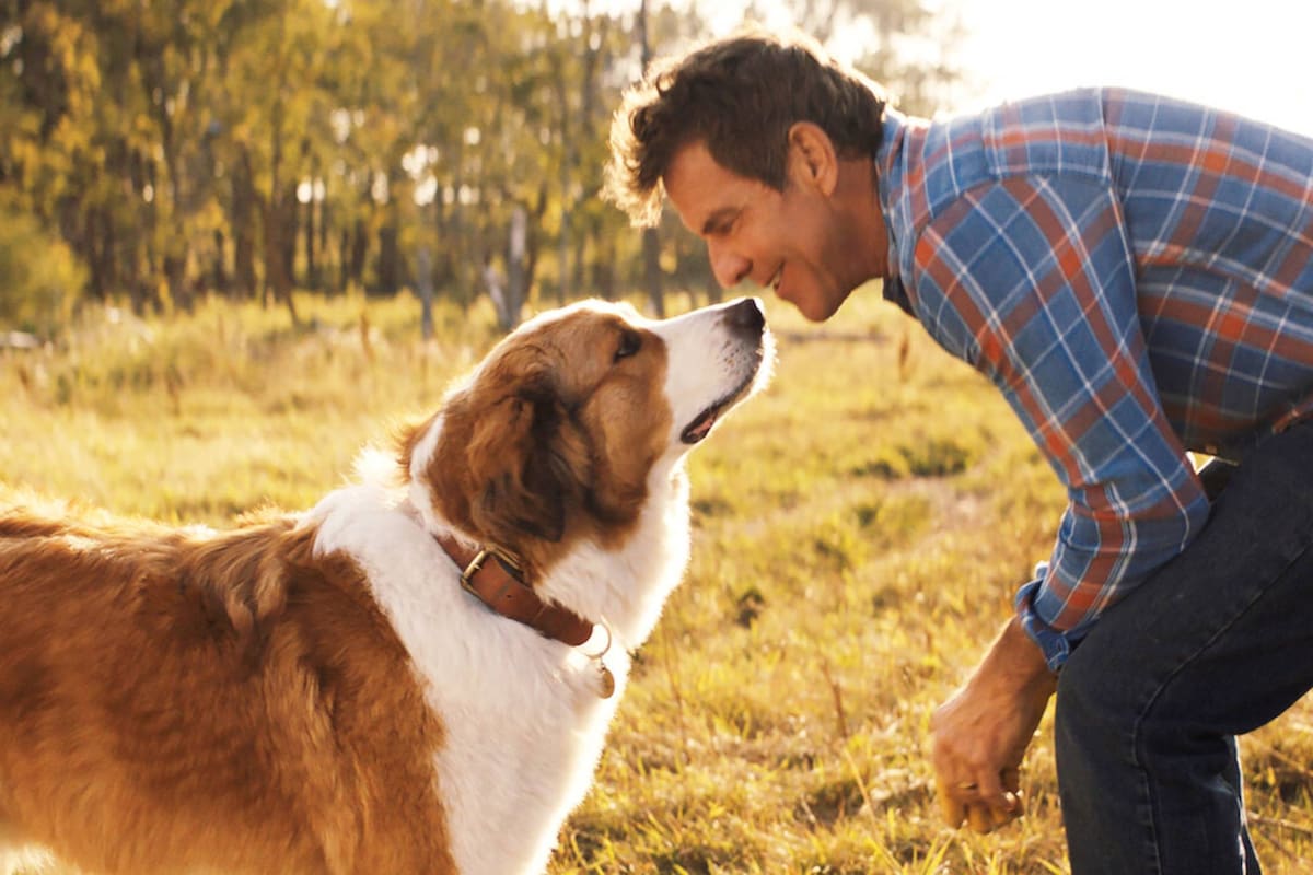El film sigue las aventuras de un muy singular perro llamado Bailey