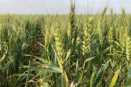 El fin de la sequía mejorará la cosecha del campo.