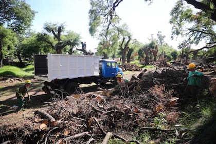 El fin de semana continuaban los trabajos en el Parque 3 de Febrero donde cayeron unos 100 árboles