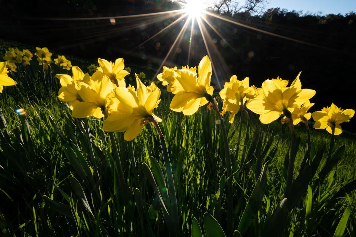 El fin del invierno marca el inicio de la primavera (Foto: Freepik)