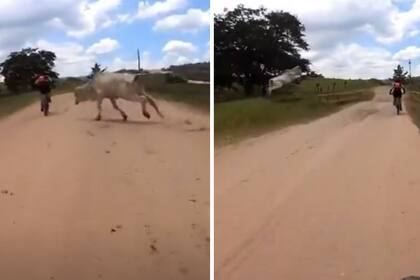 El final del cebú que intentó atacar a un ciclista en Brasil
