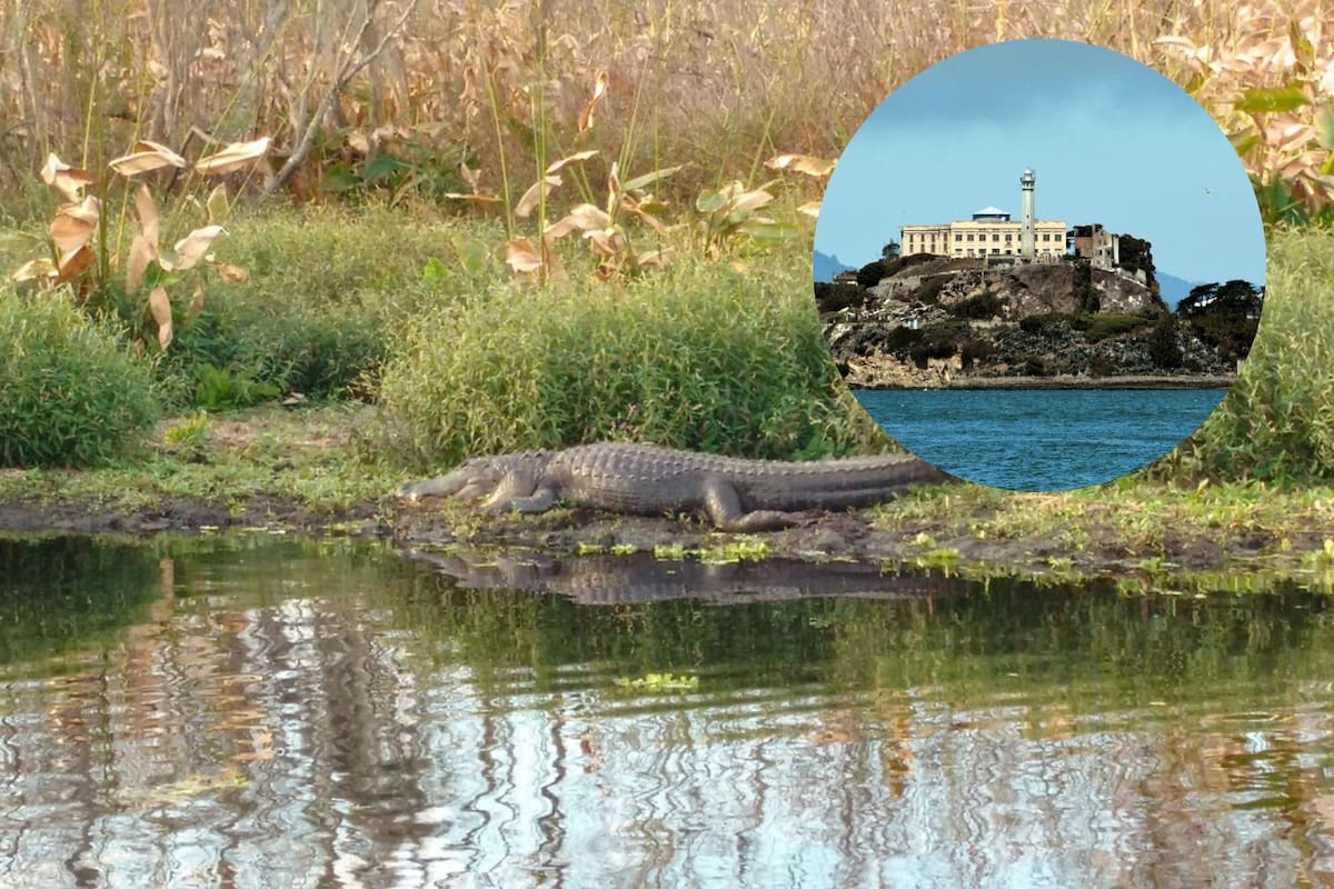 El fiscal general de Florida busca construir un centro de detención para "extranjeros criminales" (Foto: Pixabay)