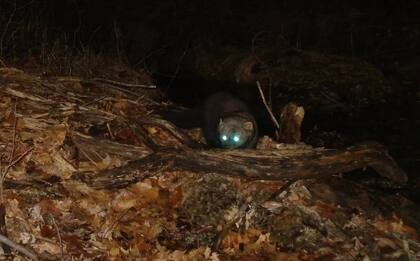 El Fisher es un mamífero omnívoro con un cuerpo alargado, patas cortas y una cola gruesa, perteneciente a la familia de las comadrejas
