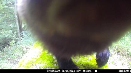 El Fisher fue capturado por Bill Powers, fundador de PixController y PixCams, por sus camaras ubicadas en su propiedad en Murrysville