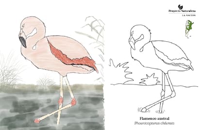 El flamenco austral