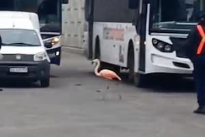 Un flamenco se escapó en Córdoba y sorprendió a los pasajeros de la terminal de micros
