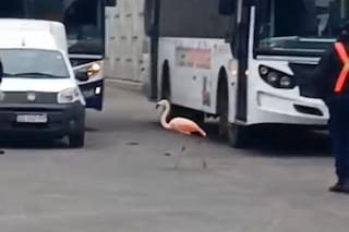 Un flamenco se escapó en Córdoba y sorprendió a los pasajeros de la terminal de micros