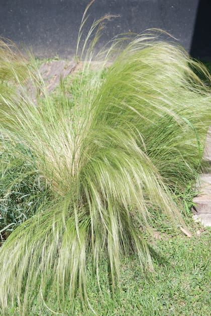 El follaje en forma de pelos de la Stipa es el resultado de adaptaciones evolutivas que permiten a las plantas optimizar su supervivencia en climas ventosos
