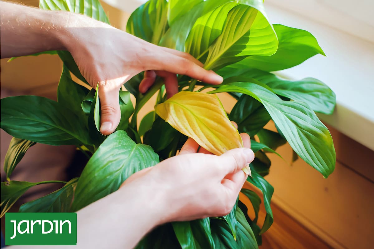 El follaje revela exceso de riego, falta de luz o raíces en conflicto