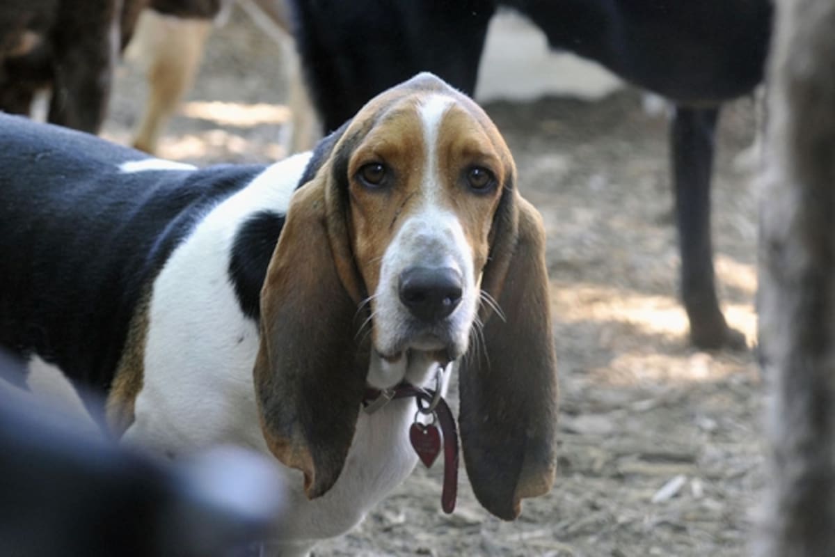 El Fondo para Proyectos de Capital para Animales de Compañía recibió una inversión millonaria en Nueva York