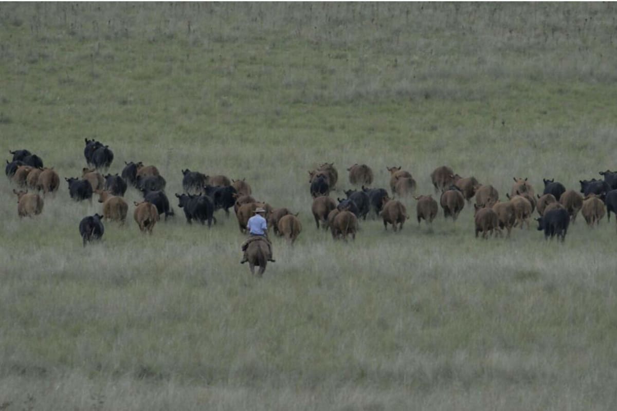 El Foro Argentino de Genética Bovina (FAGB), realizará tres jornadas virtuales el 12, 19 y 26 de junio próximo para demostrar que la ganadería bovina es en realidad un aporte a la solución del problema.