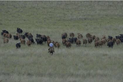 El Foro Argentino de Genética Bovina (FAGB), realizará tres jornadas virtuales el 12, 19 y 26 de junio próximo para demostrar que la ganadería bovina es en realidad un aporte a la solución del problema.
