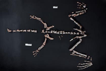El fósil, casi completo y articulado, pertenece a un dinosaurio que vivió hace 230 millones de años