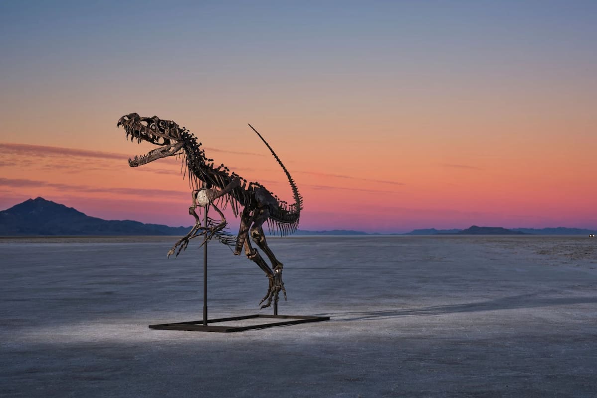 El fósil de Ceratosaurus subastado por 30.5 millones de dólares.