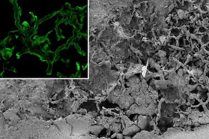 El fósil de hongo fue encontrado en la República Democrática del Congo