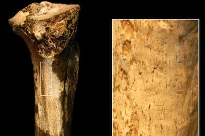 El fósil de la tibia fue hallado en los años 70 en Kenia y almacenado en el museo nacional de ese país