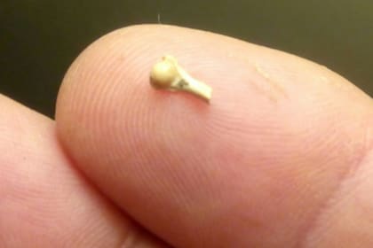 El fósil del húmero de la rana mide seis milímetros