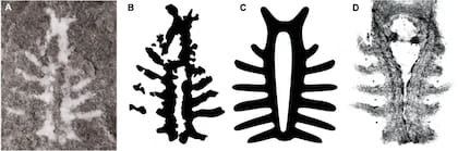 El fósil encontrado en Mazon Creek, dos ilustraciones del cerebro del antiguo animal y el cerebro de un caracol herradura moderno