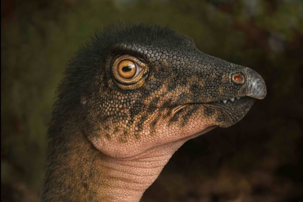 El fósil fue estudiado por expertos del museo Foto: Instagram @denvermuseumns