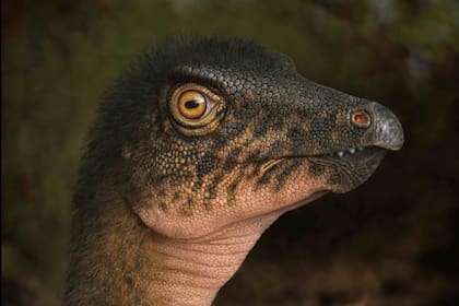 El fósil fue estudiado por expertos del museo Foto: Instagram @denvermuseumns