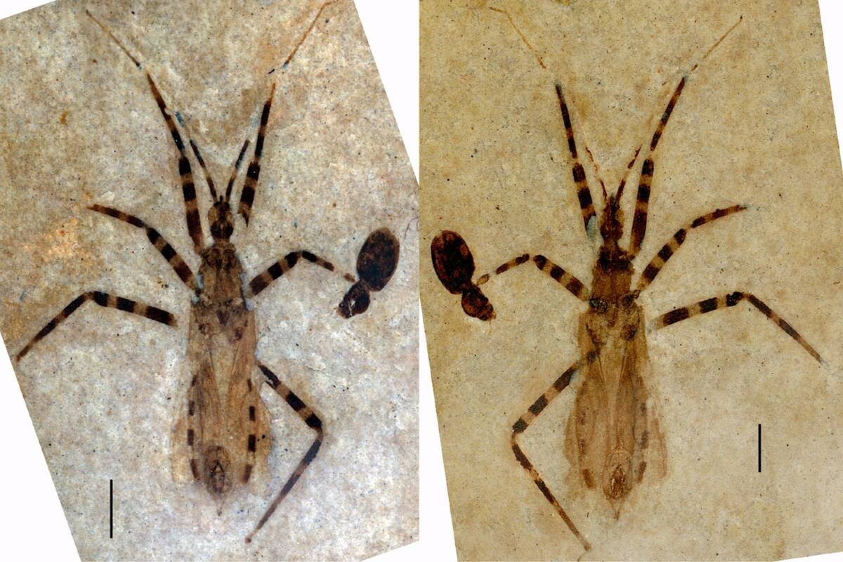 El fósil representa una nueva clase de los denominados insectos asesinos