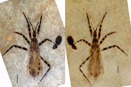 El fósil representa una nueva clase de los denominados insectos asesinos