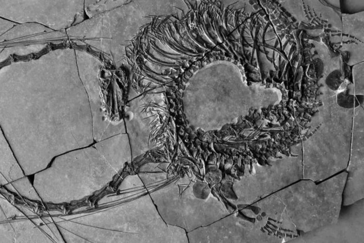 El fósil tiene unos 250 millones de años.