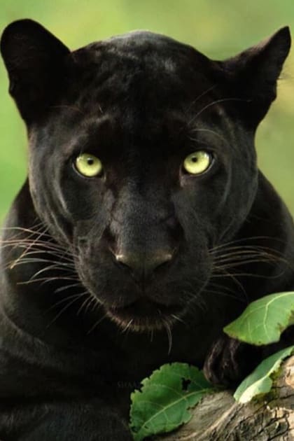 El fotógrafo de vida silvestre Shaaz Jung fue el responsable de tomar estas increíbles imágenes que se volvieron viral en Internet