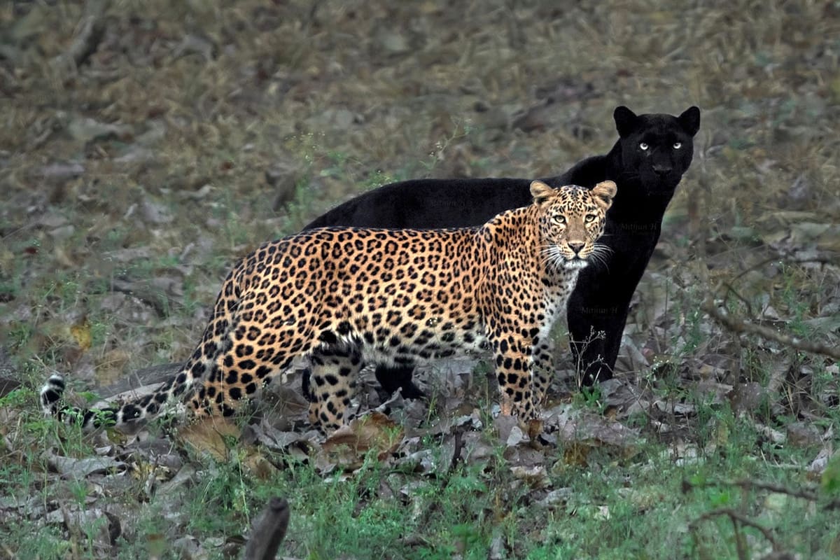 El fotógrafo Mithun H retrató a los dos felinos en un momento único