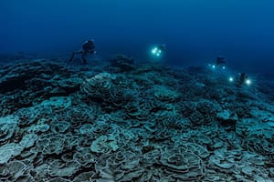El fotógrafo submarino especializado Alexis Rosenfeld describió el arrecife gigante como "mágico"