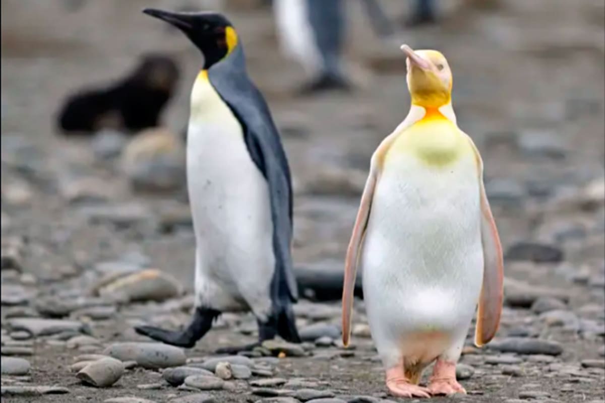 El fotógrafo Yves Adams logró captar a un particular pingüino amarillo durante una expedición a las Islas Georgias del Sur